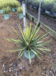 Yucca filamentosa 'Color Guard'