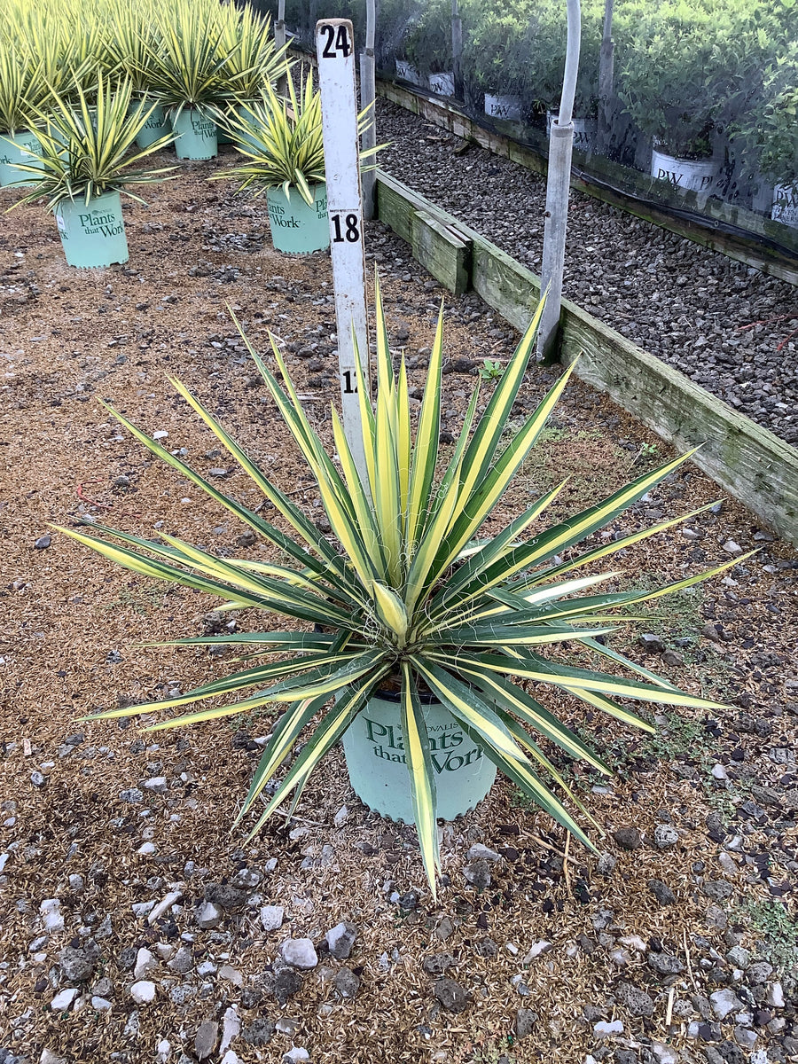 Yucca filamentosa 'Color Guard'