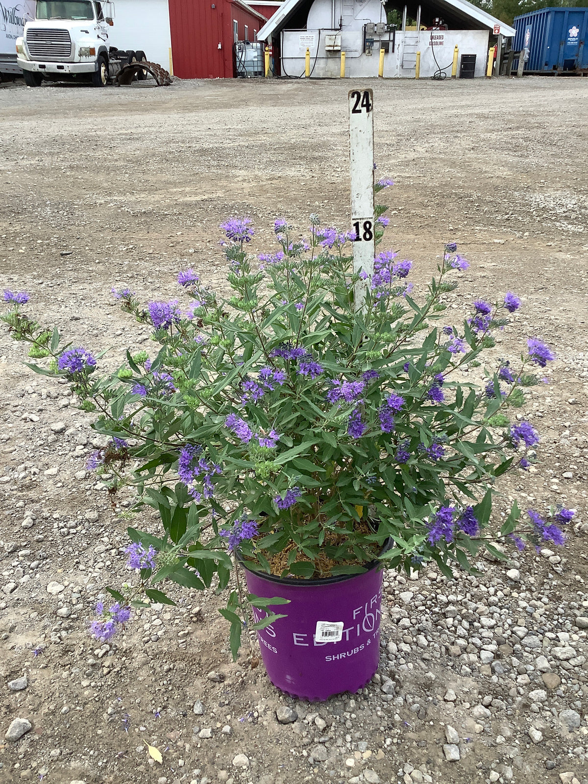 Caryopteris x clandonensis ‘Sapphire Surf (Blauer Splatz)