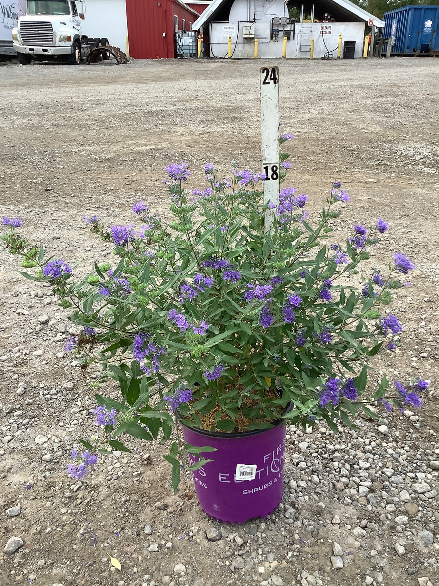 Caryopteris x clandonensis ‘Sapphire Surf (Blauer Splatz)