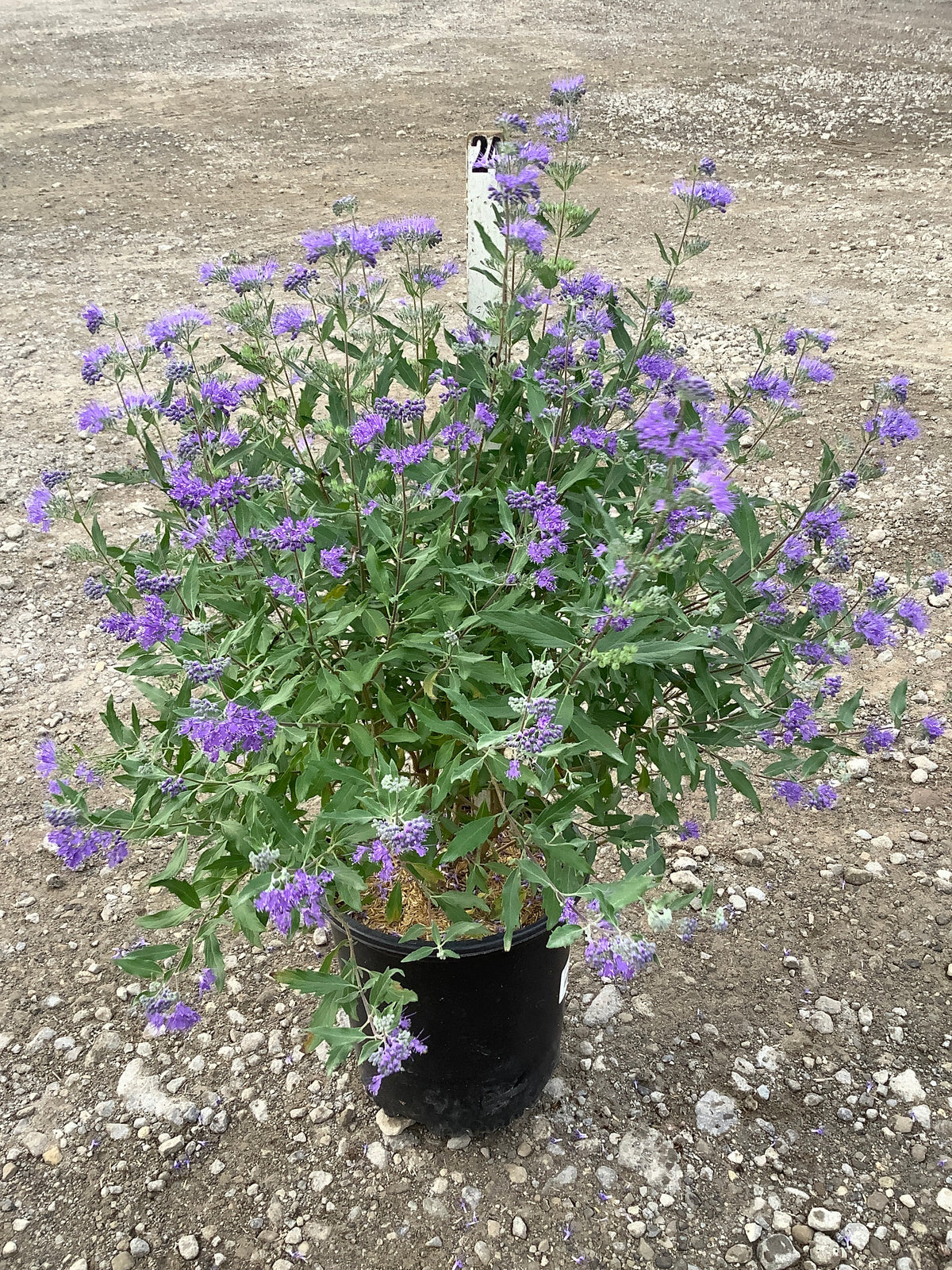 Caryopteris clandonensis 'Dark Knight'