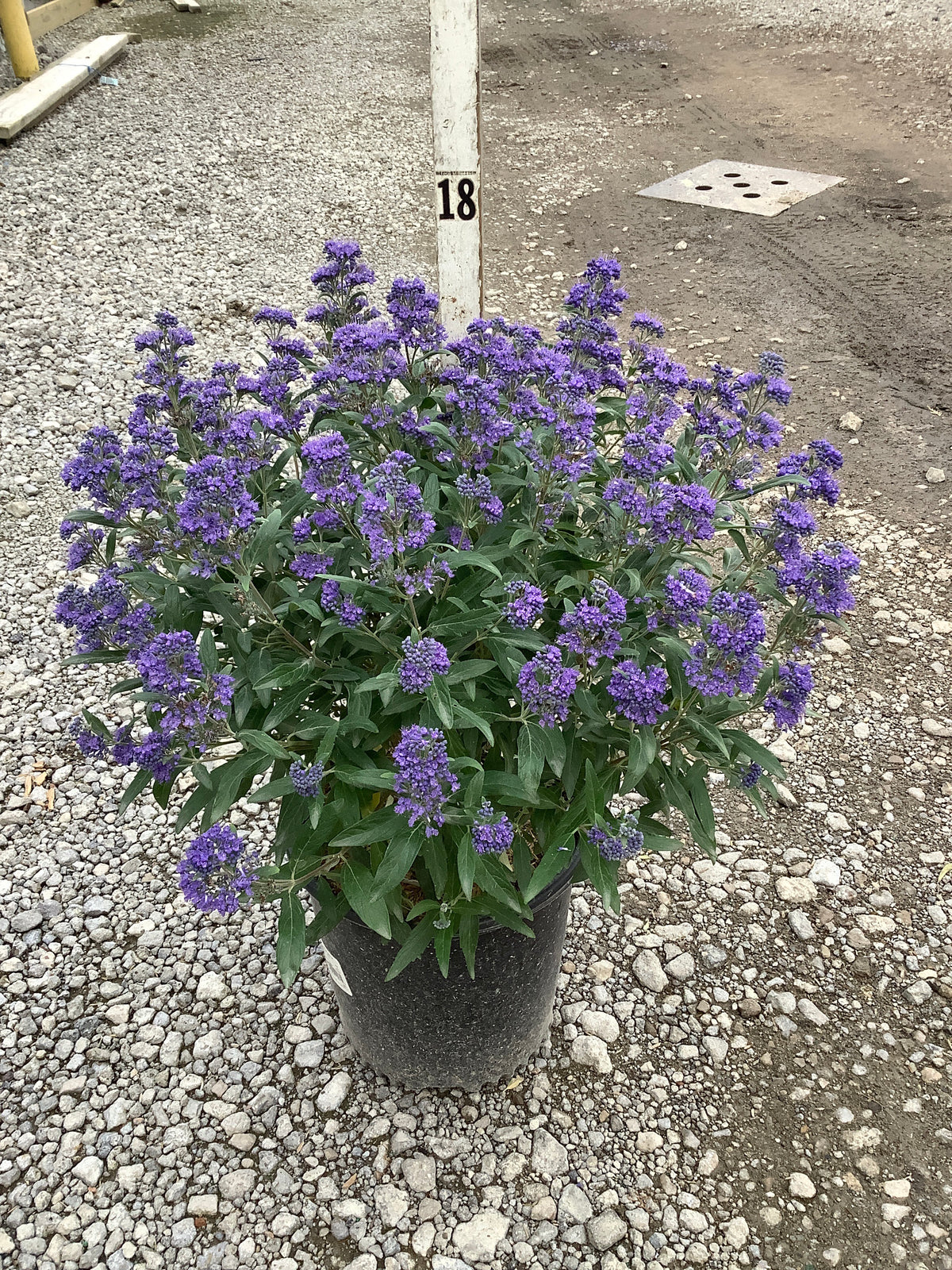 Caryopteris x clandonensis 'Minibleu'