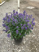 Caryopteris x clandonensis 'Minibleu'