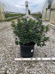 Azalea x 'Karen'