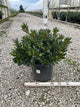 Azalea x 'Renee Michelle'