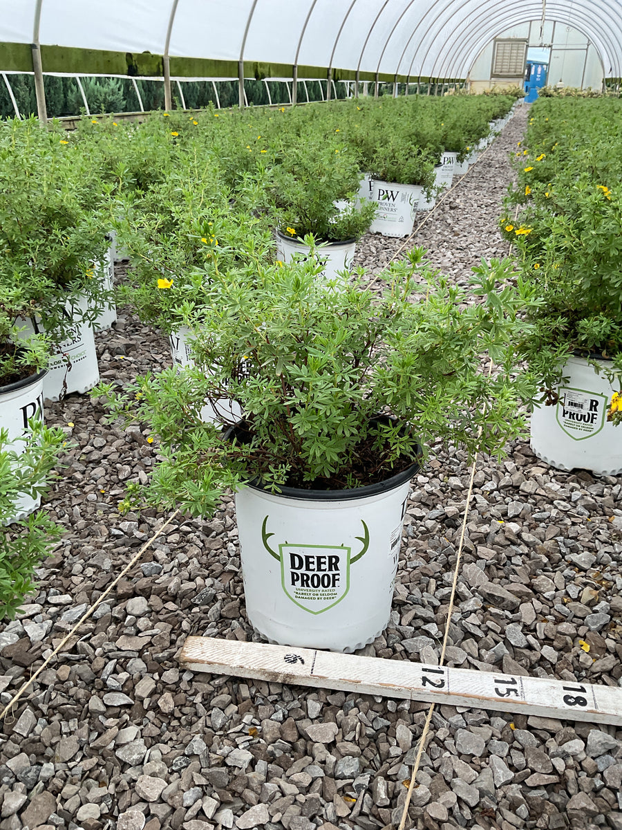 Potentilla 'Happy Face Yellow'
