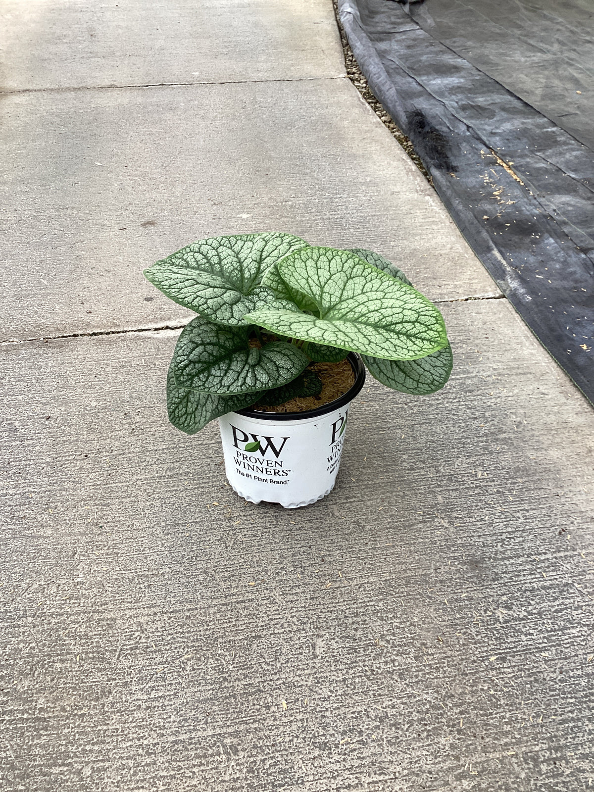 Brunnera macrophylla 'Jack of Diamonds'