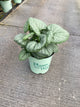 Brunnera macrophylla 'Silver Heart'