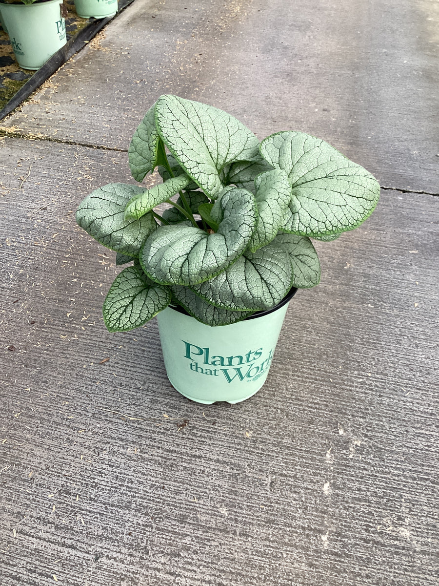 Brunnera macrophylla 'Silver Heart'