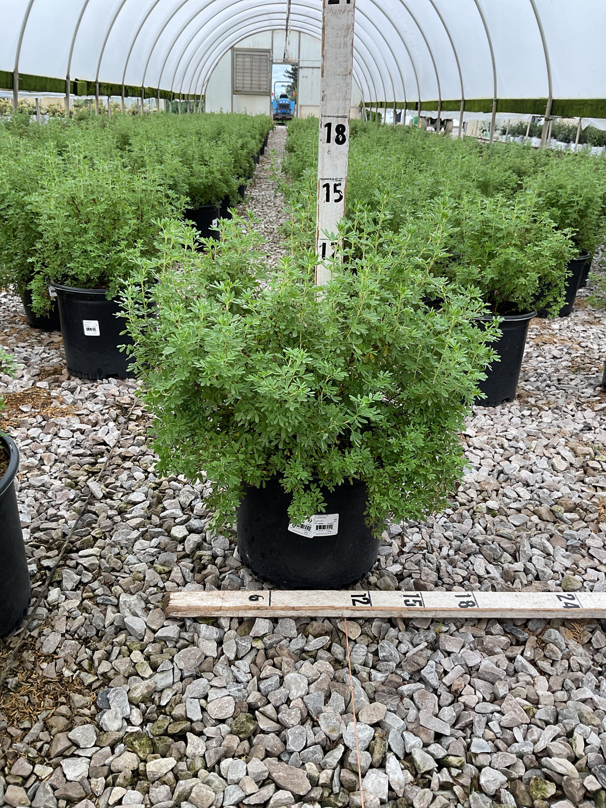 Potentilla fruticosa 'Goldfinger'