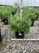 Potentilla fruticosa 'Goldfinger'