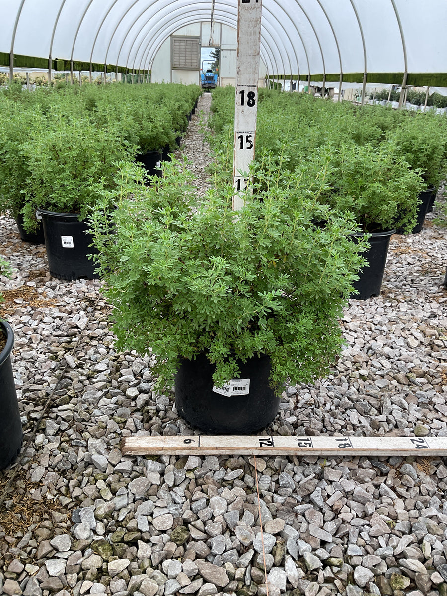Potentilla fruticosa 'Goldfinger'