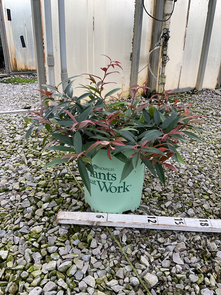 Leucothoe rejoyce