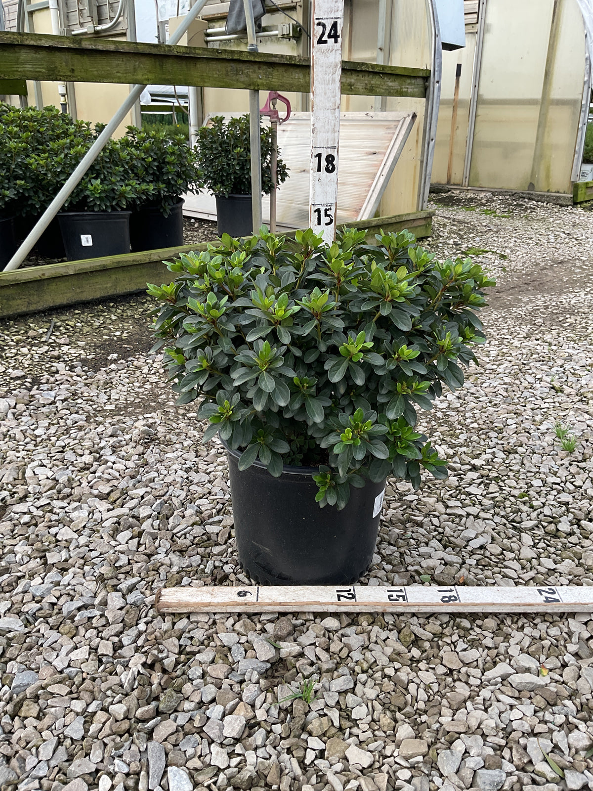 Azalea x 'Girard Hot Shot'