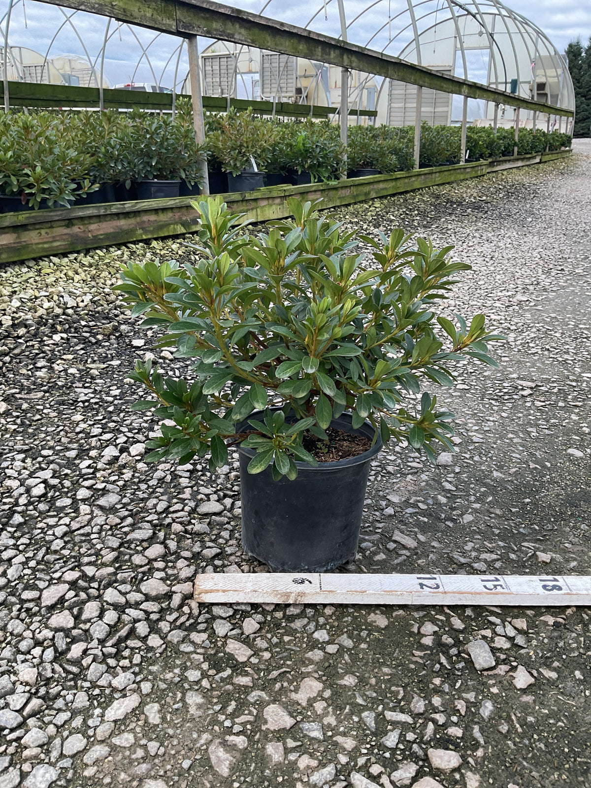 Azalea x 'Karen'