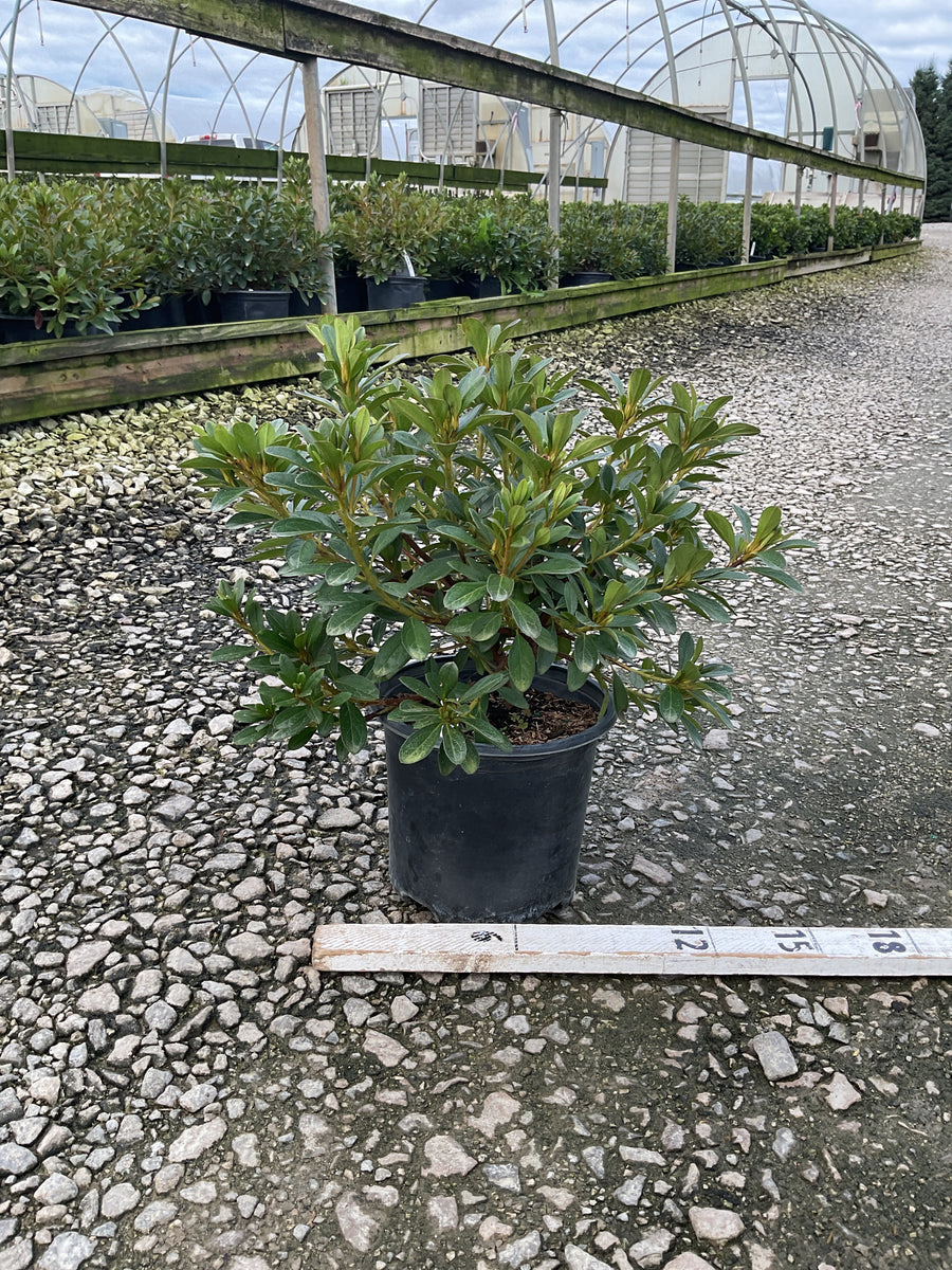 Azalea x 'Karen'