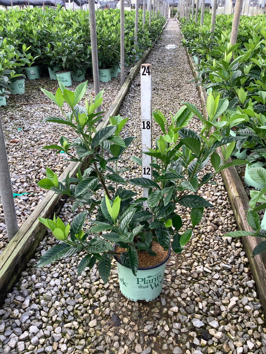 Gardenia jasminoides 'Summer Snow'