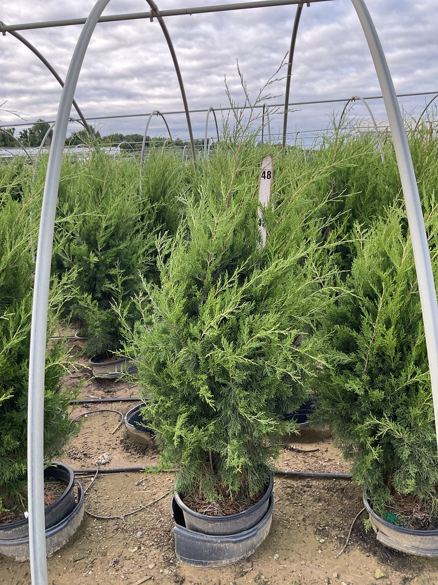 Juniperus virginiana 'Brodie'
