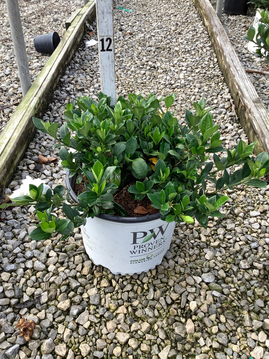 Gardenia steady 'As She Goes'