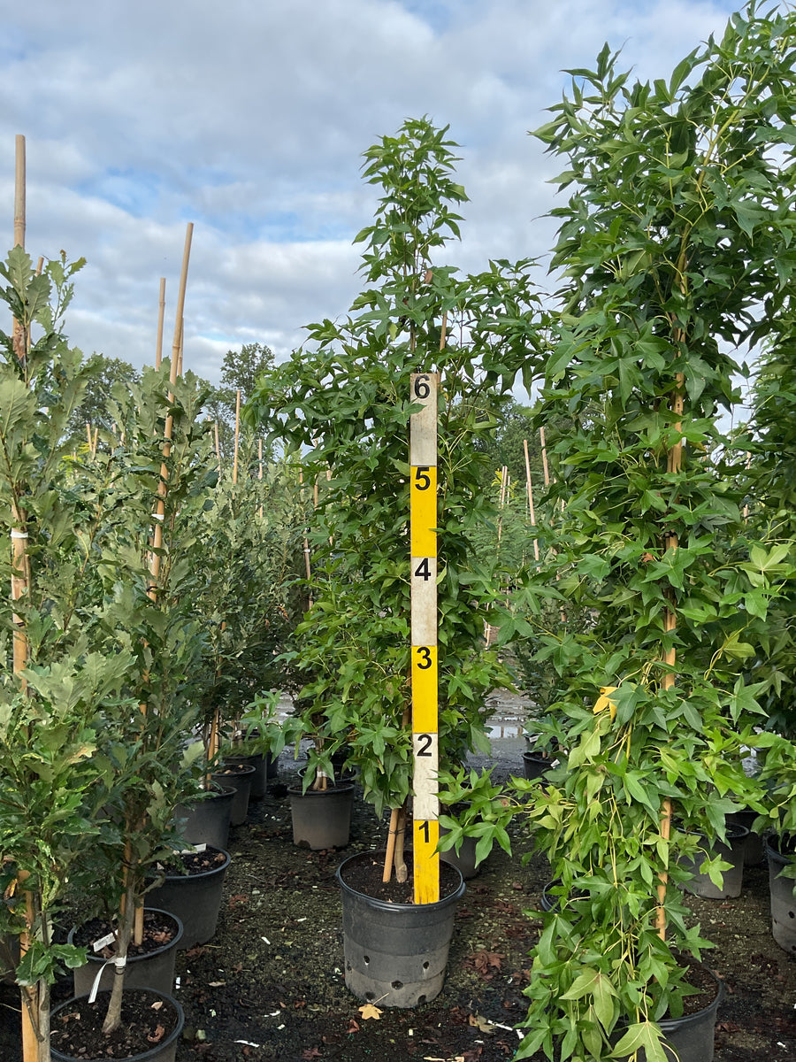 Liquidambar styraciflua 'Slender Silhouette'