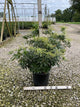 Pieris japonica 'Dorothy Wycoff'