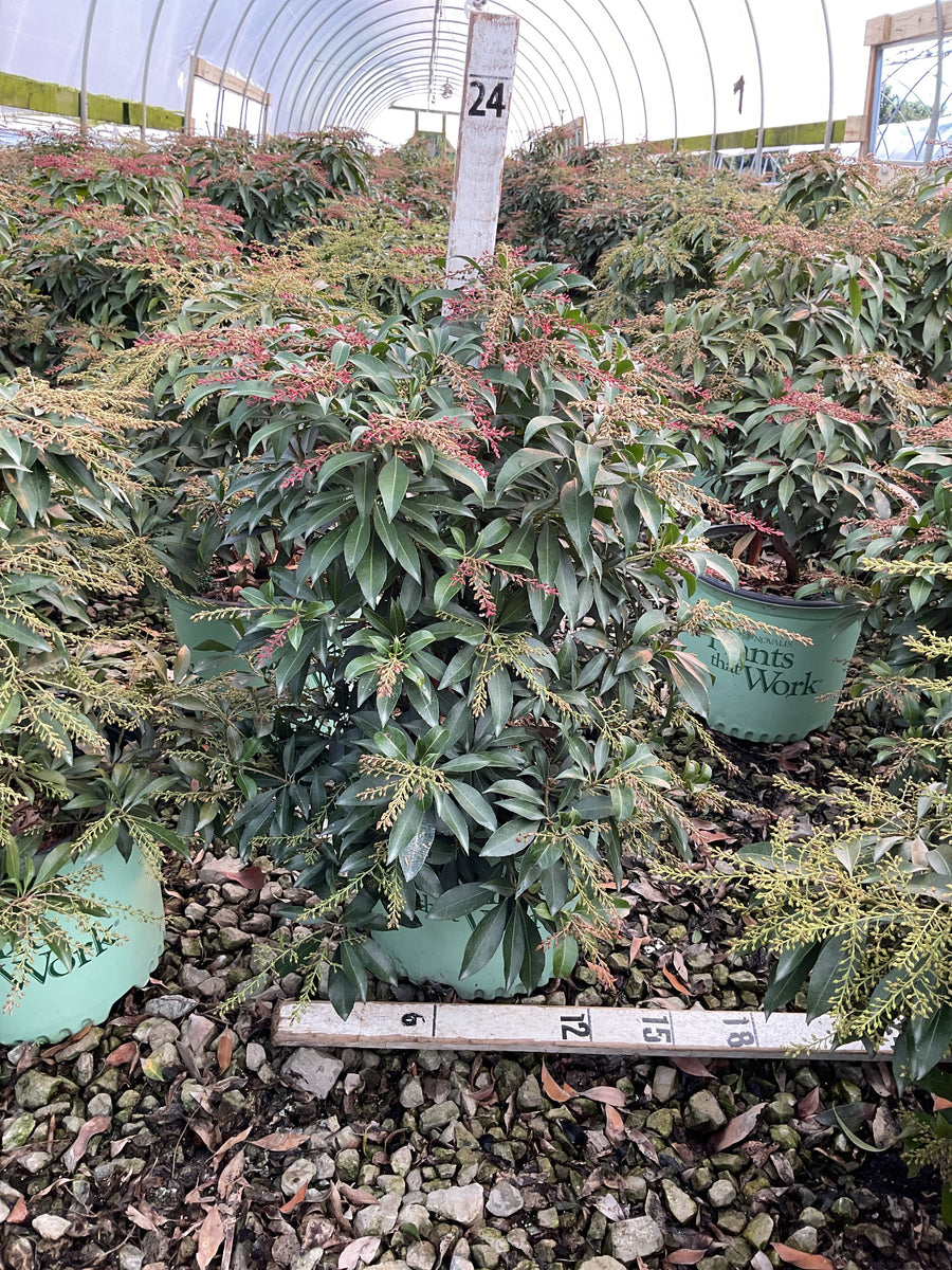 Pieris japonica 'Katsura'