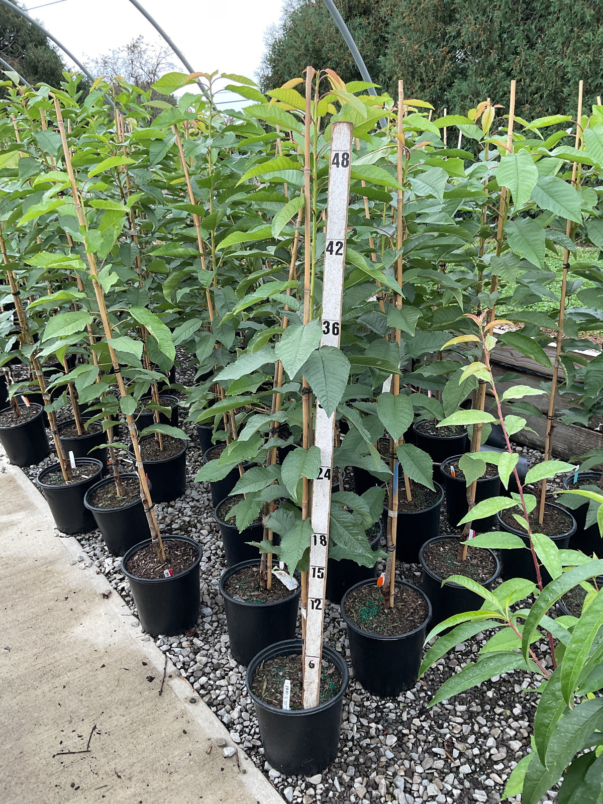 Prunus 'Fruit Black Tartarian'