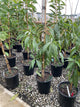 Prunus persica 'Reliance'