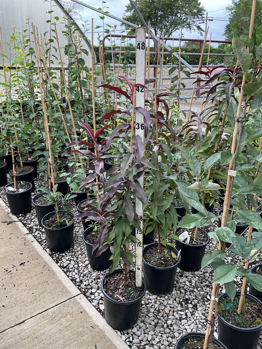 Prunus persica 'Corinthian Rose'