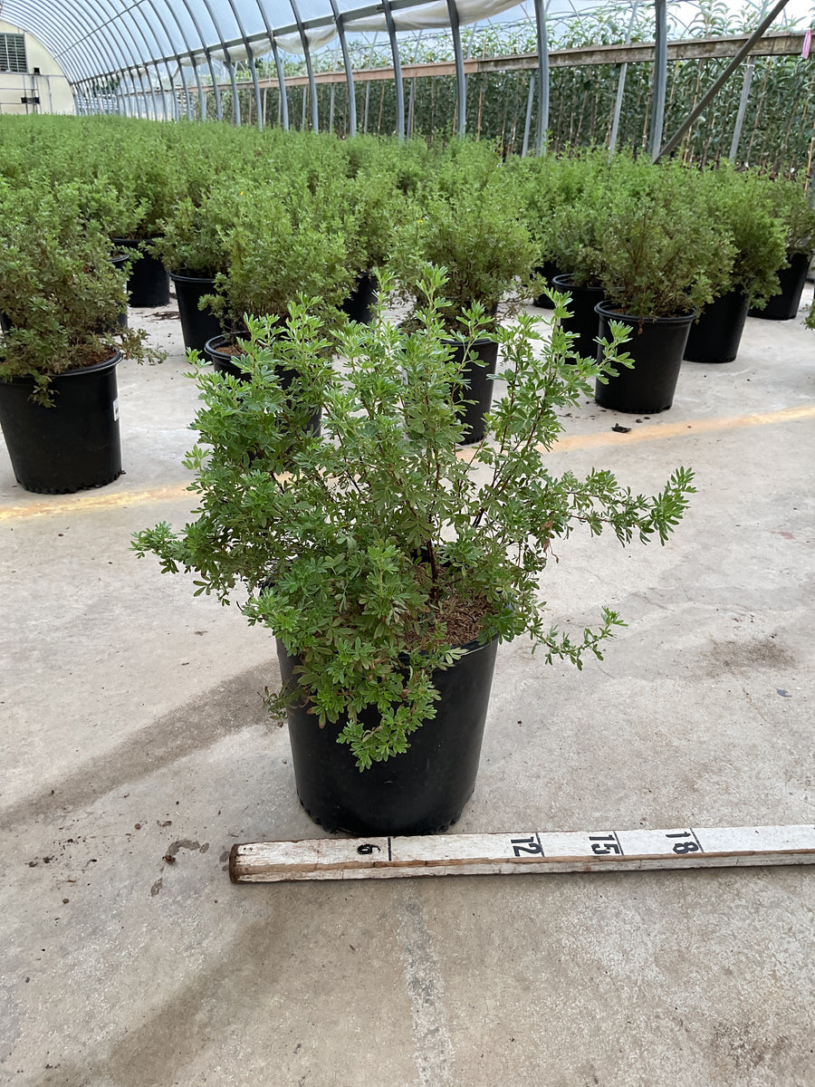 Potentilla fruticosa 'Goldfinger'