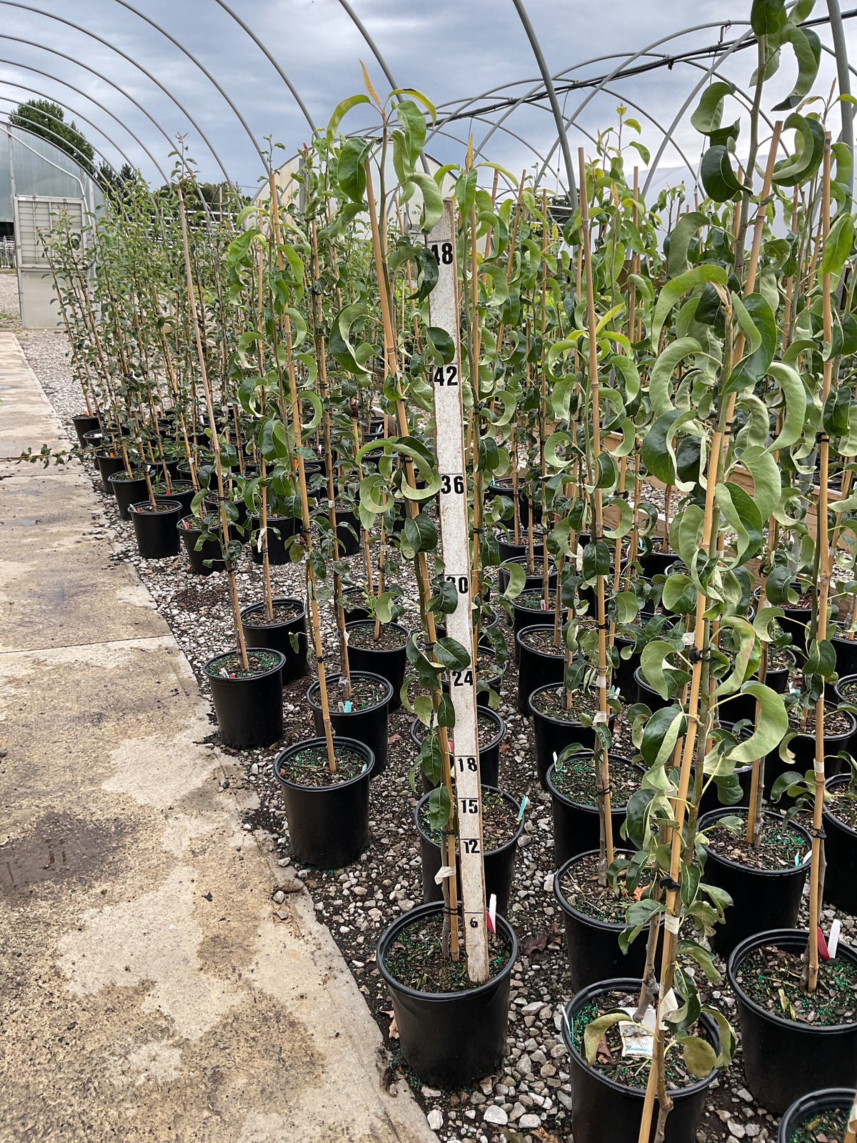 Pyrus 'D'Anjou'