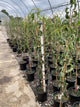 Pyrus 'D'Anjou'