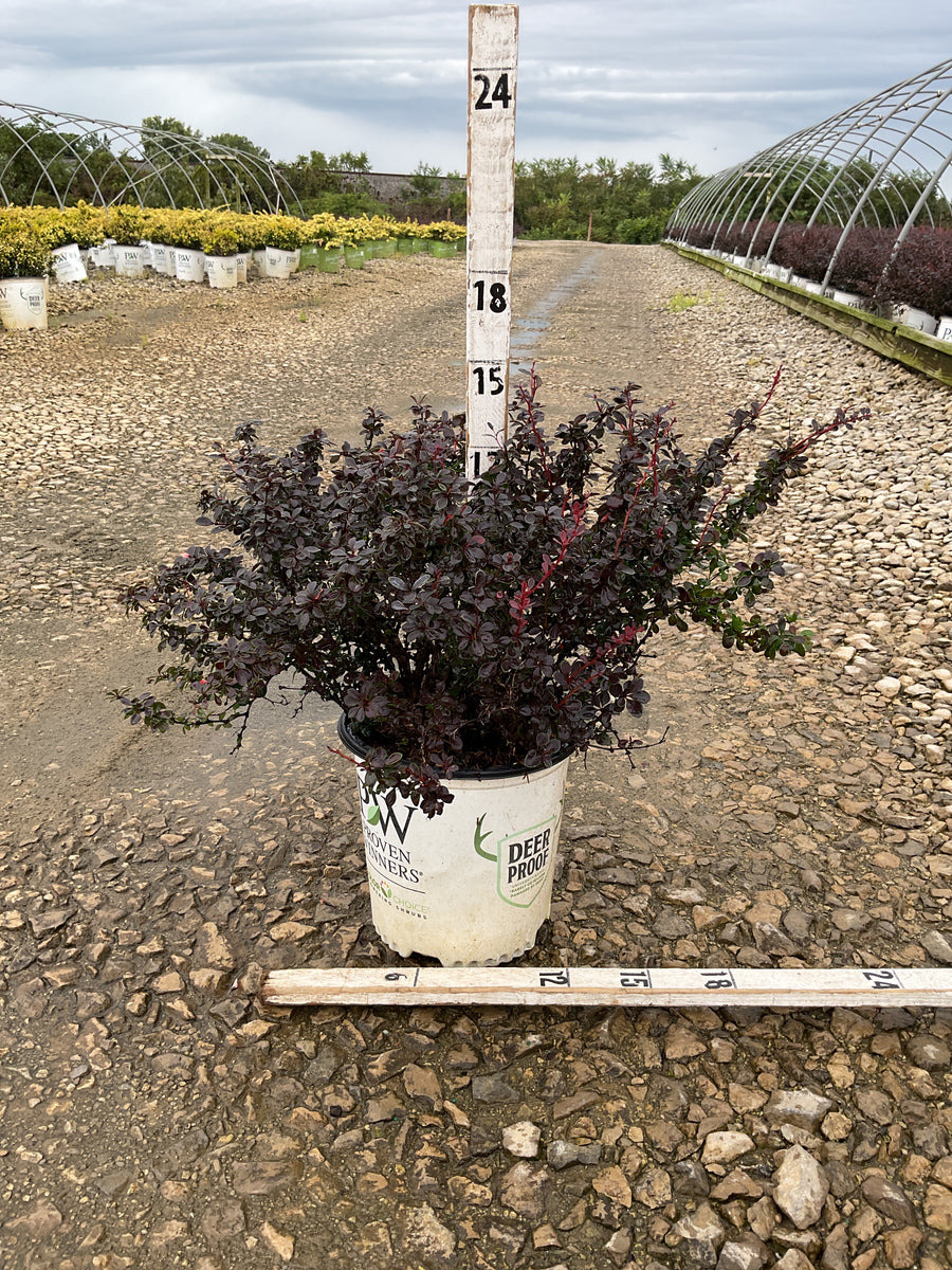 Berberis thunbergii 'Sunjoy Mini Maroon'