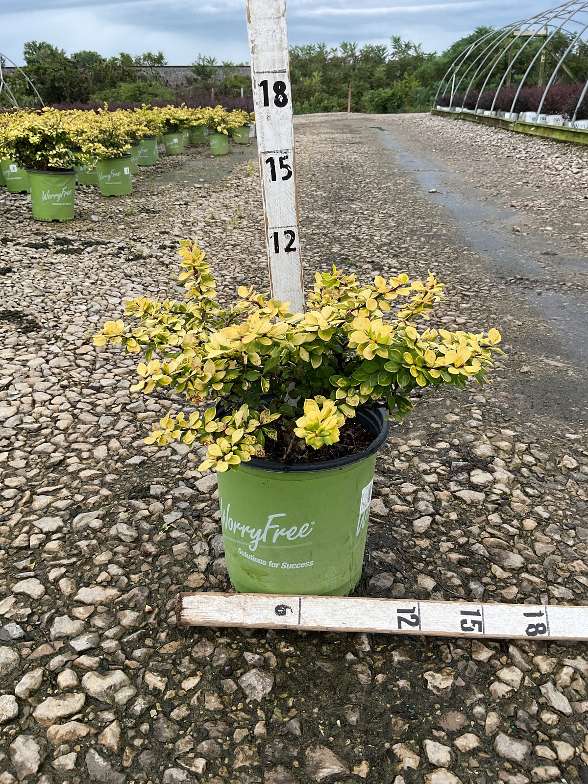 Berberis thunbergii 'Lemon Glow'