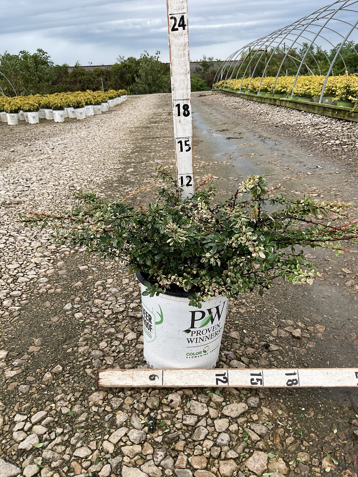 Berberis thunbergii 'Sunjoy Seguins'