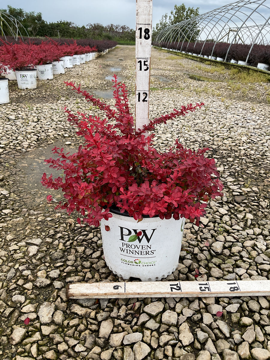 Berberis thunbergii 'Sunjoy Fast Neo’ (NCBT4)