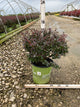 Berberis thunbergii 'Crimson Cutie' (UCONNBTCP4N)