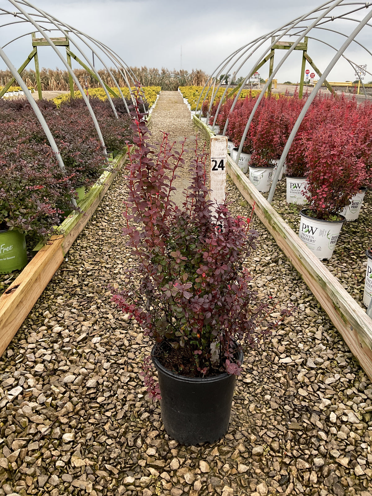 Berberis thunbergii 'Orange Rocket'