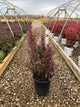 Berberis thunbergii 'Orange Rocket'