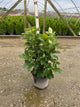 Magnolia x 'Ann'