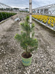 Pinus strobus