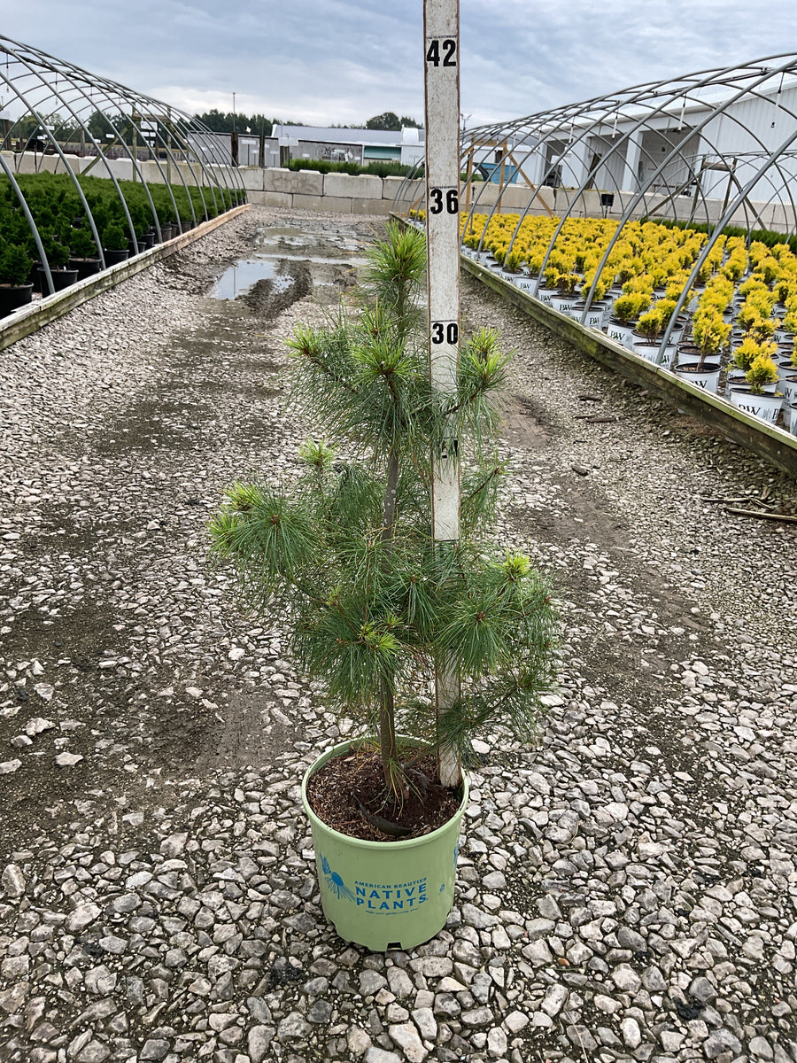 Pinus strobus â€” G3 18