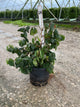 Corylus avellana 'Contorta'