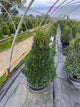 Buxus microphylla 'Green Mountain'