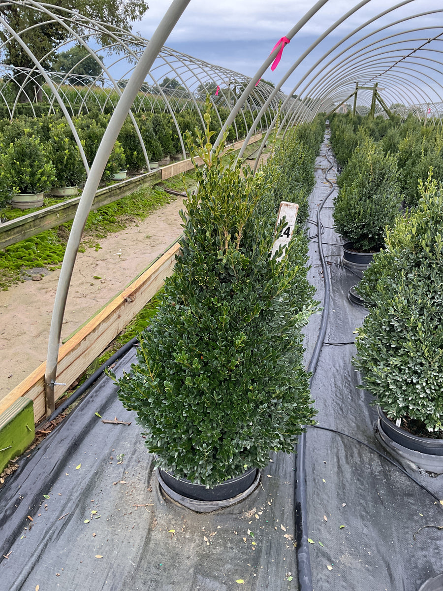 Buxus microphylla 'Green Mountain'