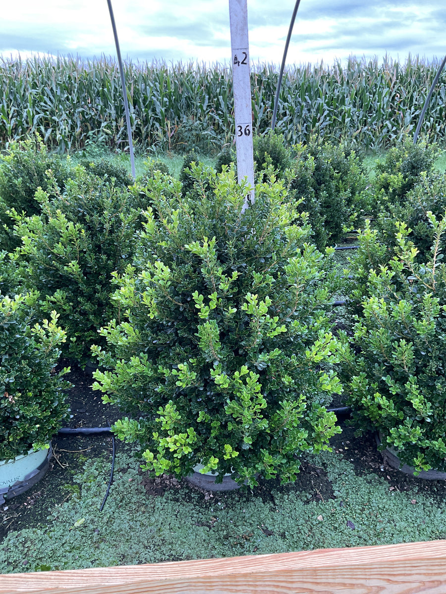 Buxus x 'Cranberry Creek'