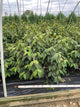 Viburnum plicatum 'Mariesii'