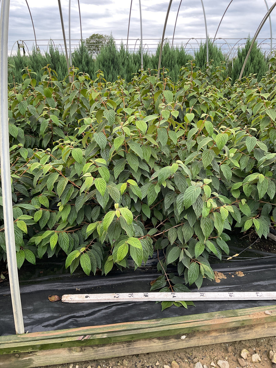 Viburnum plicatum 'Mariesii'