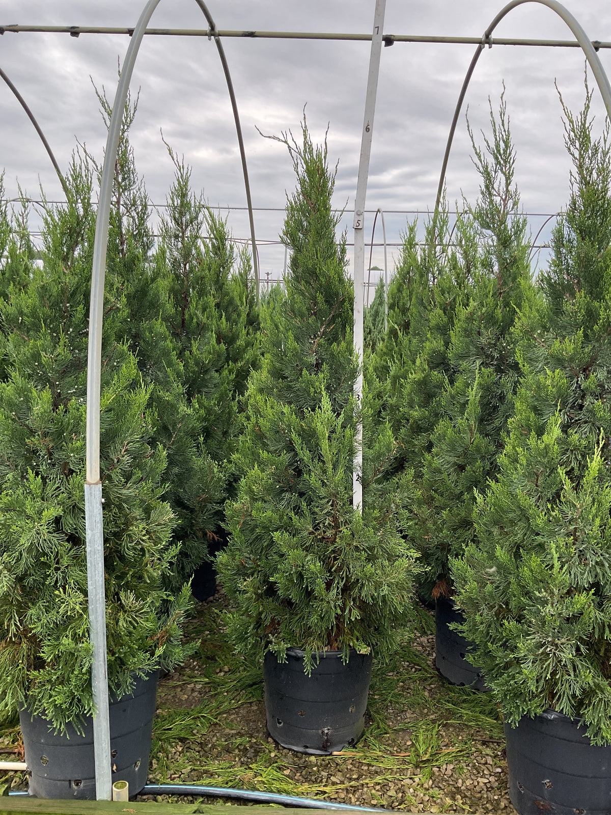 Juniperus chinensis 'Hetzii Columnaris'