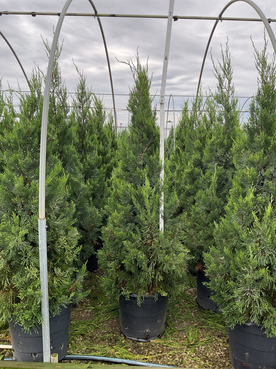 Juniperus chinensis 'Hetzii Columnaris'